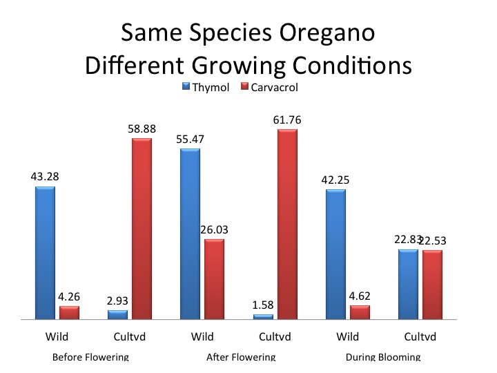 Cavracol Content in Oregano