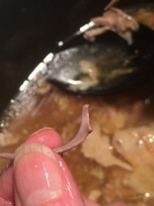 bone broth 7