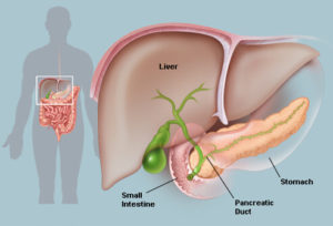 pancreas-anatomy1