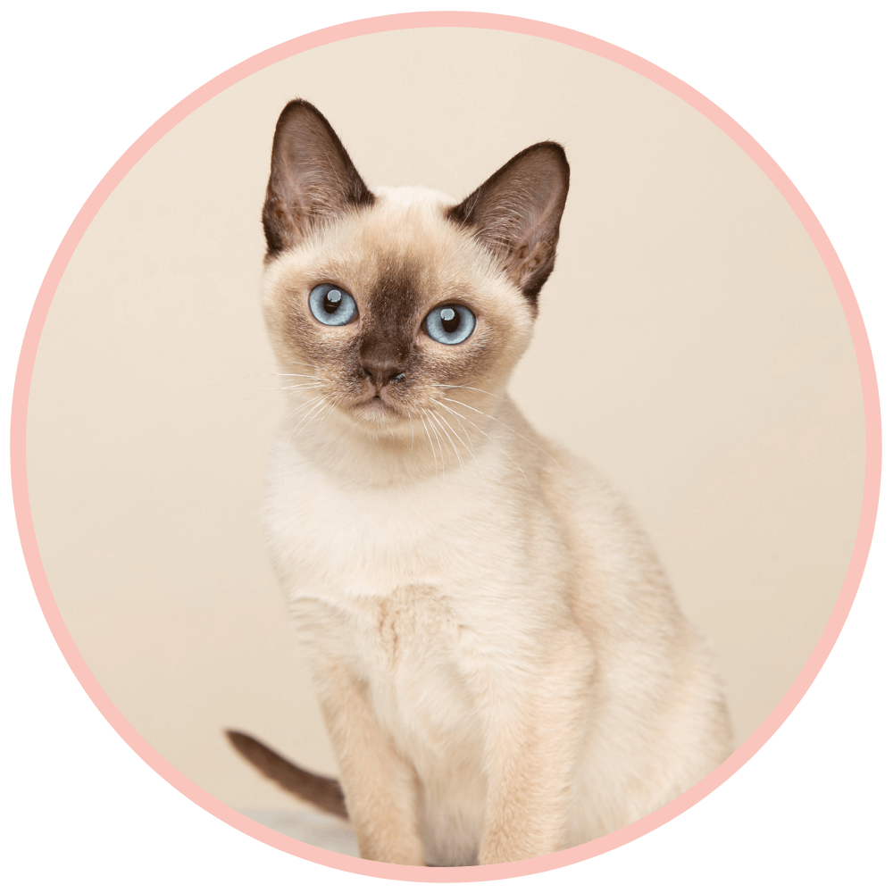 Tonkinese Balinese Kittens Big Hearted Breeders Tonkinese balinese kittens big hearted breeders